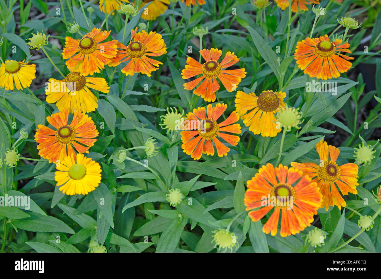 Common Sneezeweed (Helenium autumnale), variety: Baudirektor Linne Stock Photo