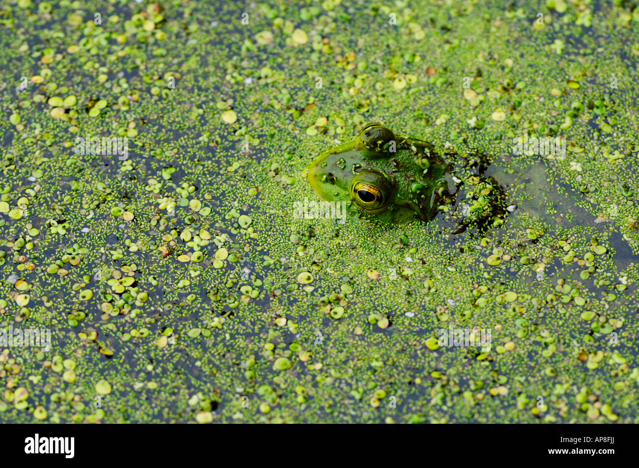 Green frog in pond with duck weed Stock Photo