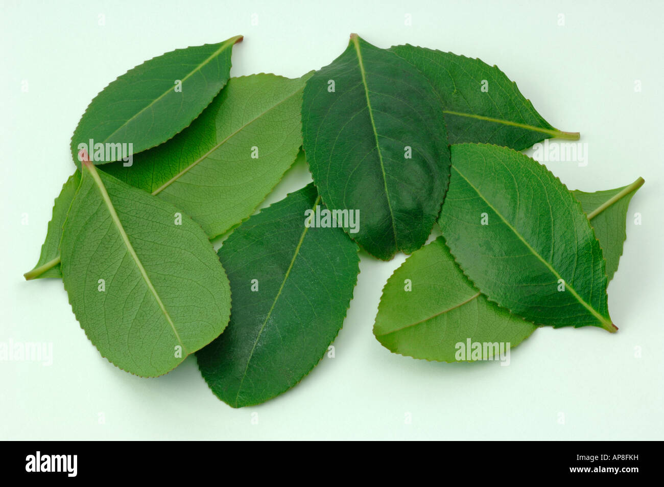 Khat Kath Tree (Catha edulis) leaves studio picture Stock Photo Alamy
