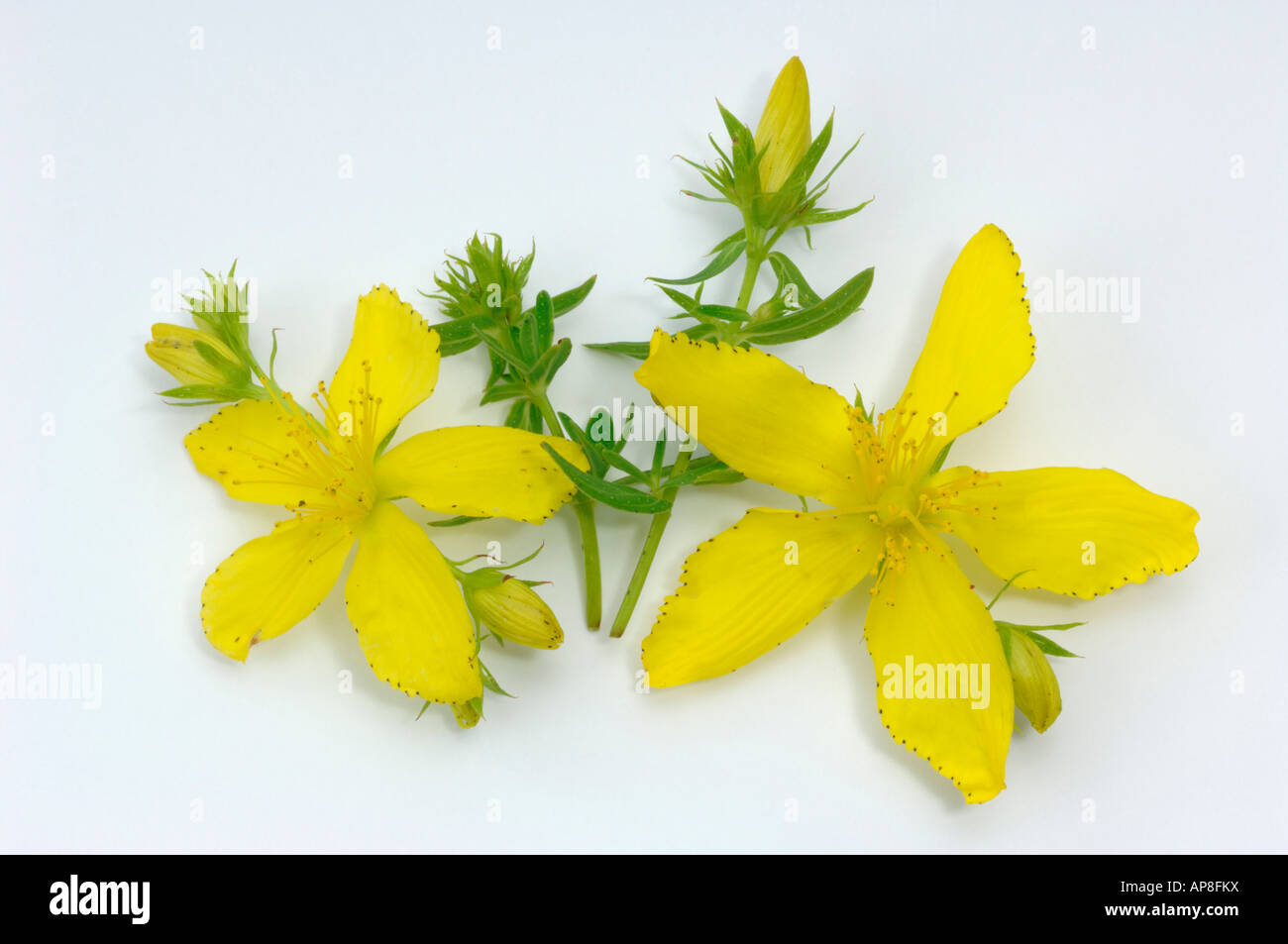 St.Johns Wort (Hypericum perforatum), flowers, studio picture Stock Photo