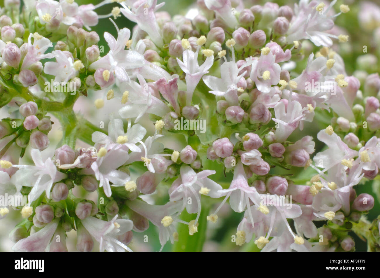 Common Valerian (Valeriana officinalis), flowering Stock Photo