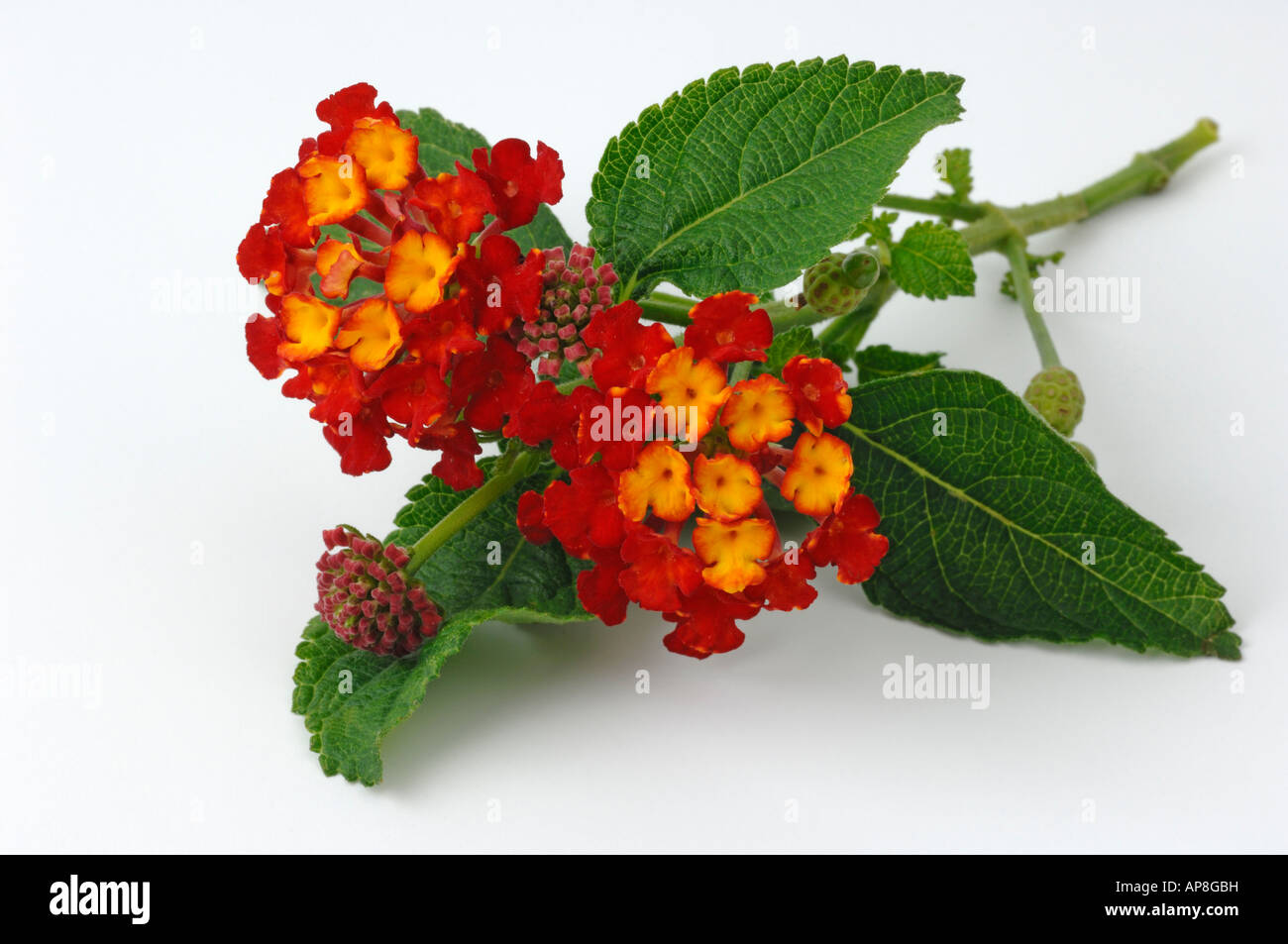 Lantana (Lantana camara) flowering stem, studio picture Stock Photo - Alamy