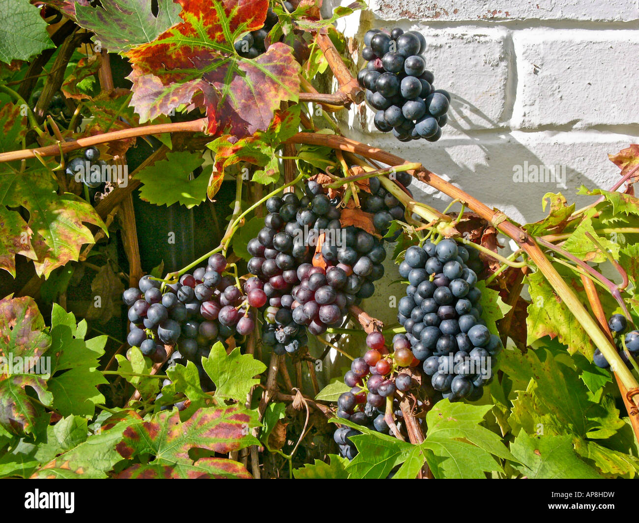 Growing grapes dark wall hires stock photography and images Alamy