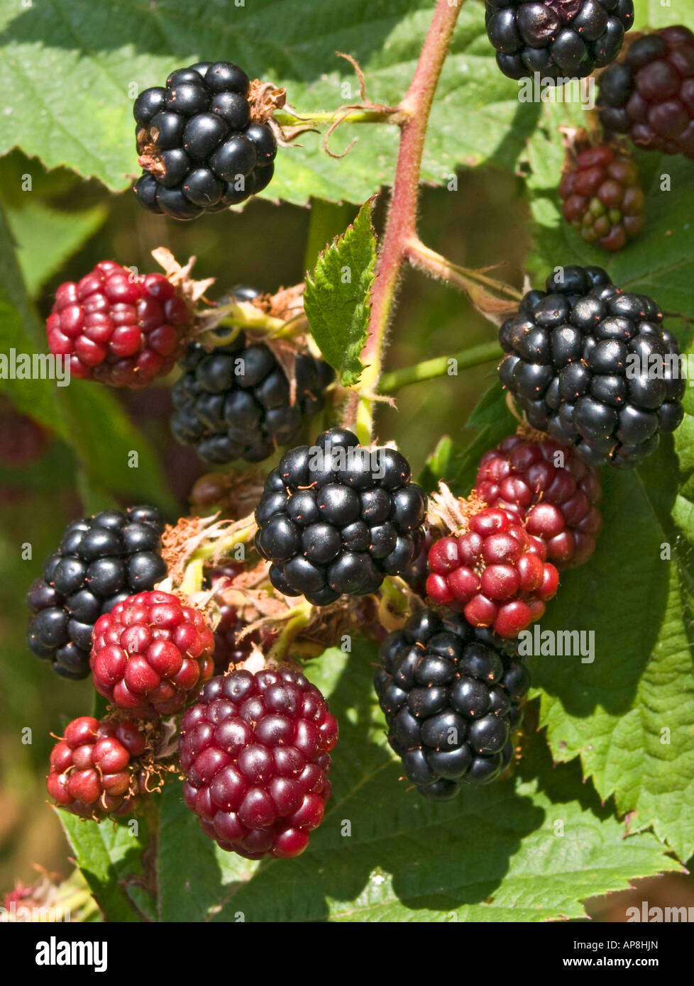 Blackberries growing in August in England Stock Photo