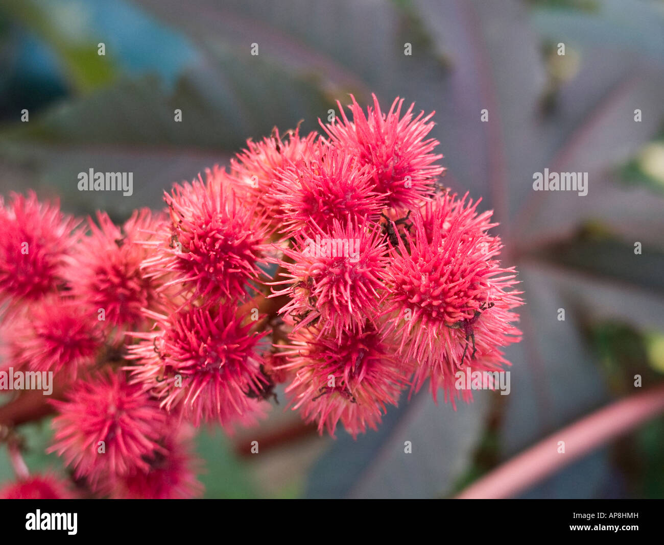 Prickly ovoid capsules of ricinus communis or castor oil plant growing in England Stock Photo