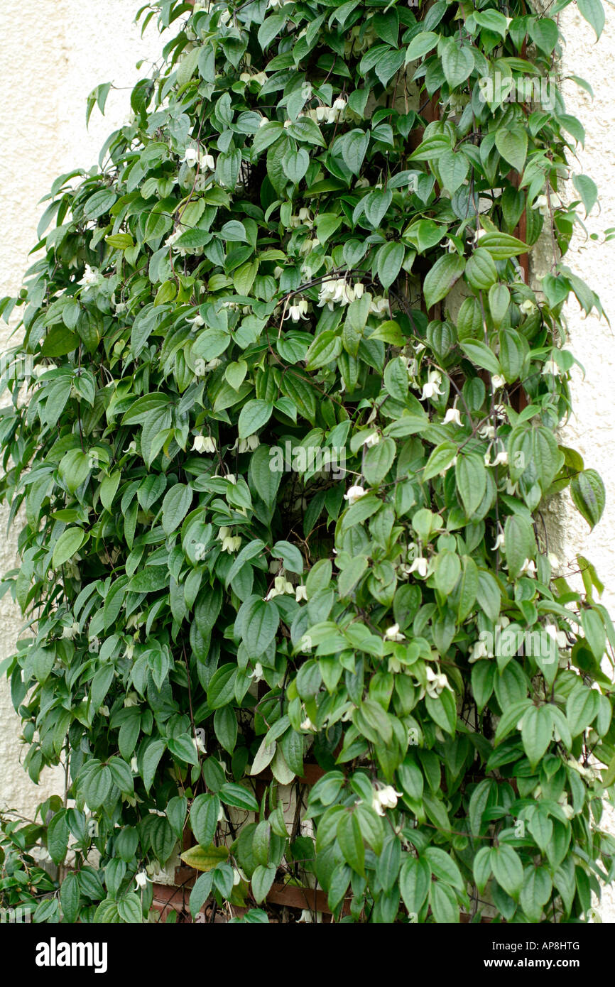 Clematis urophylla Winter Beauty in late January Stock Photo