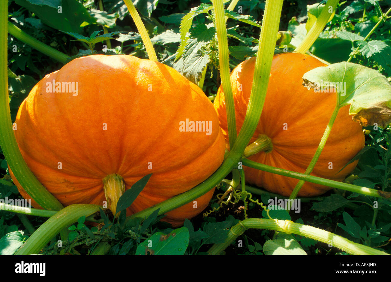 Pumpkins growing Slindon Sussex England UK Stock Photo Alamy