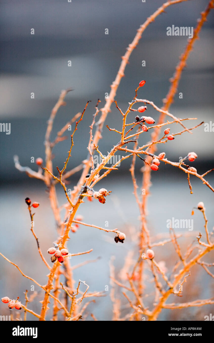 Rose hips with frost Stock Photo - Alamy