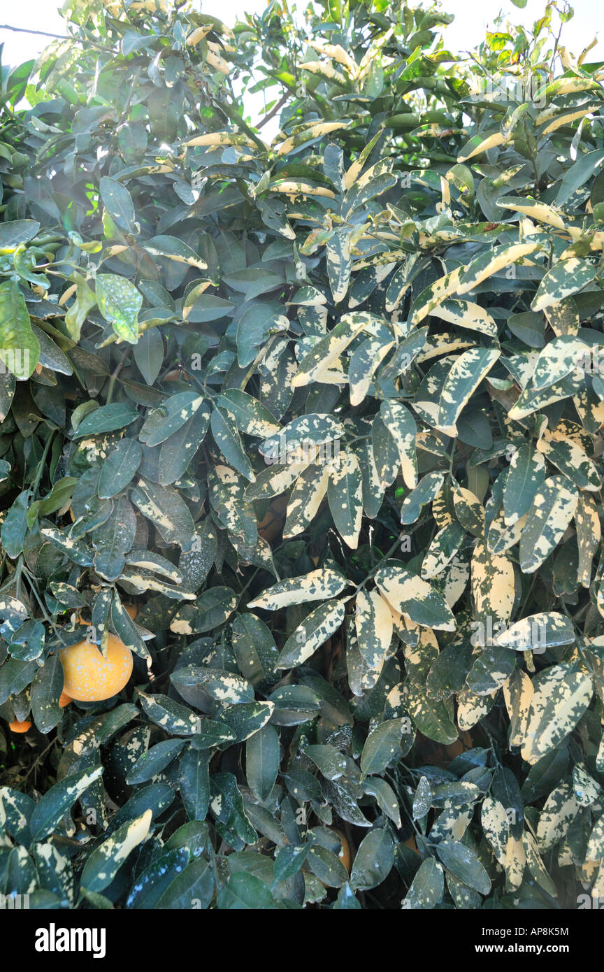 Magnesium deficiency leaves hires stock photography and images Alamy