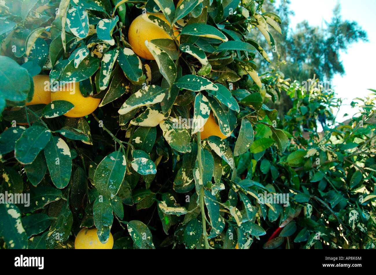 Magnesium deficiency hires stock photography and images Alamy