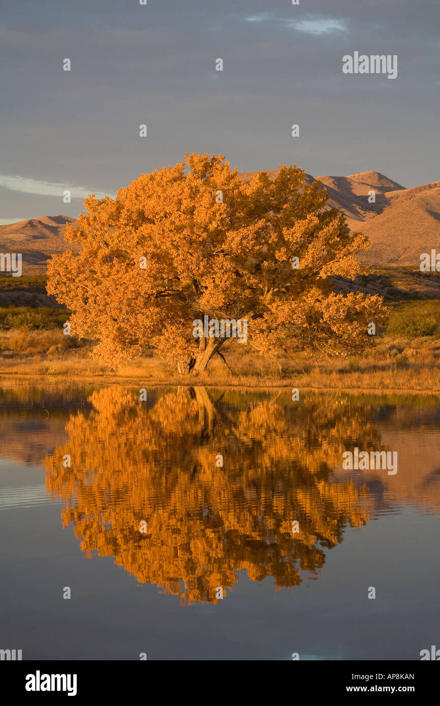 Fall Foliage Cottonwood Tree & Reflection in pond closeup Stock Photo ...