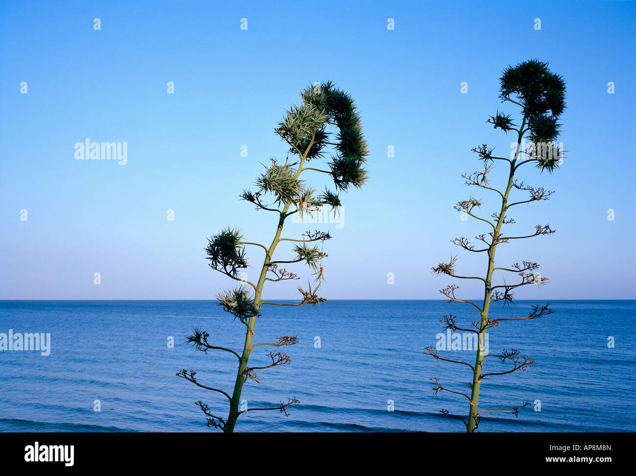 Two plant stalks at sunset on the Mediterranean coast in Avola, Sicily Stock Photo