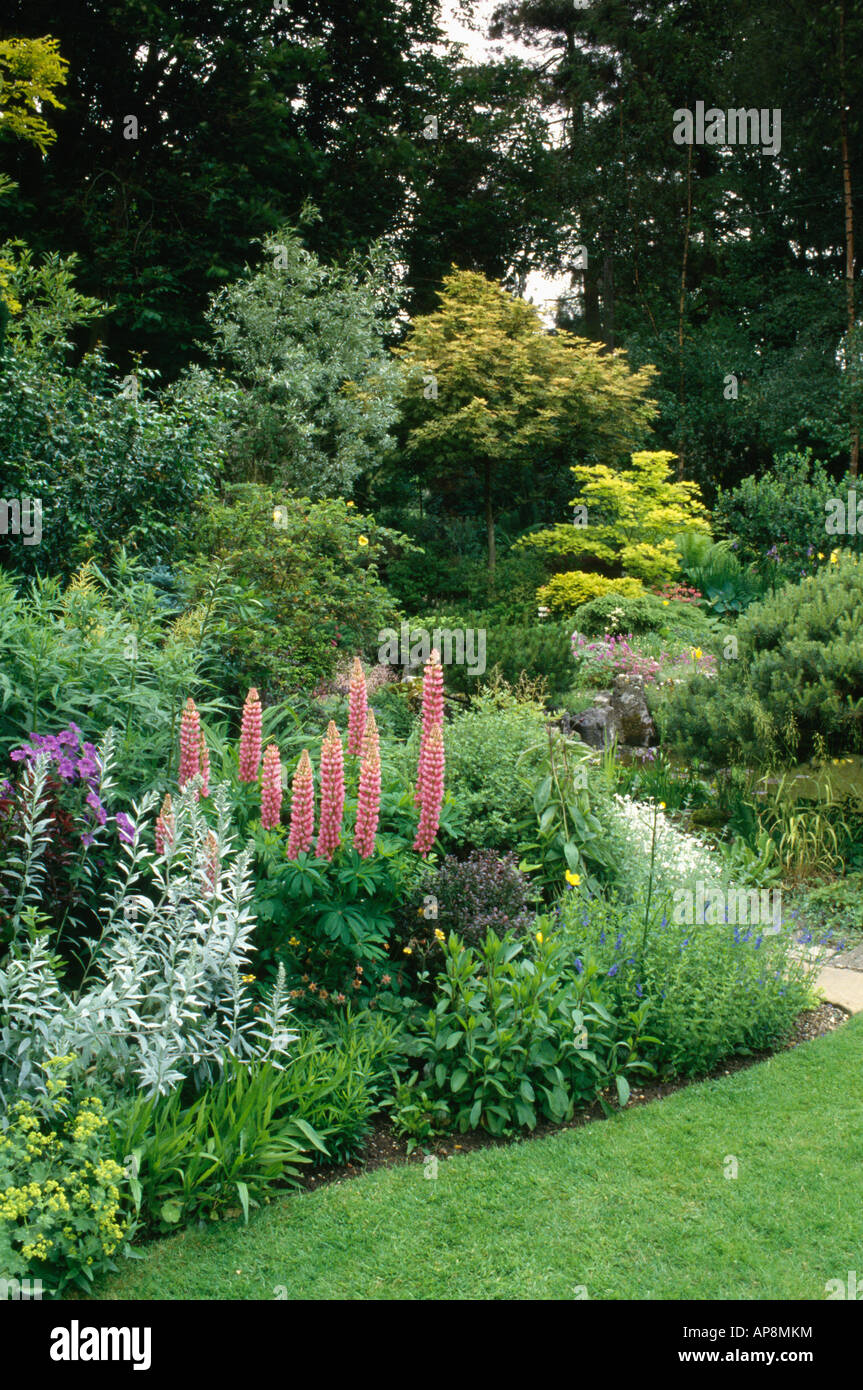Artemisia Ludoviciana and pink lupins in summer garden border with shrubs and trees in the background Stock Photo
