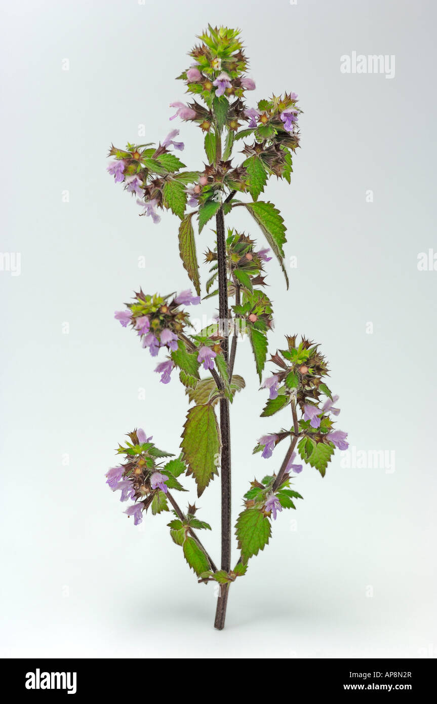 Black Horehound Ballota nigra flowering twig studio picture Stock Photo