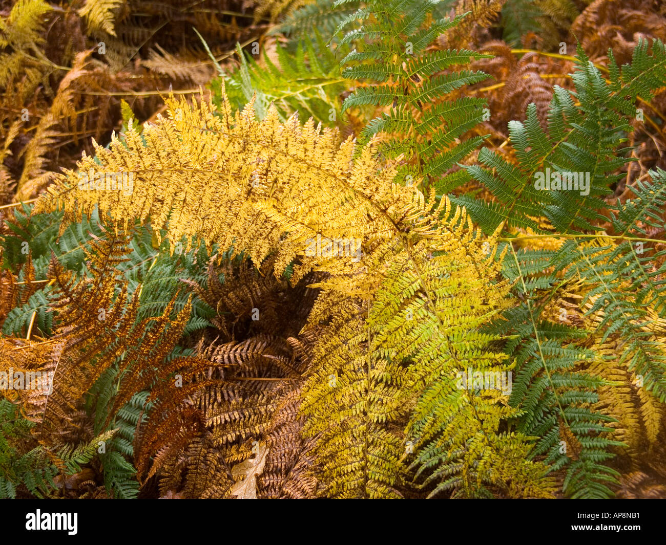 Ferns in fall color hi-res stock photography and images - Alamy