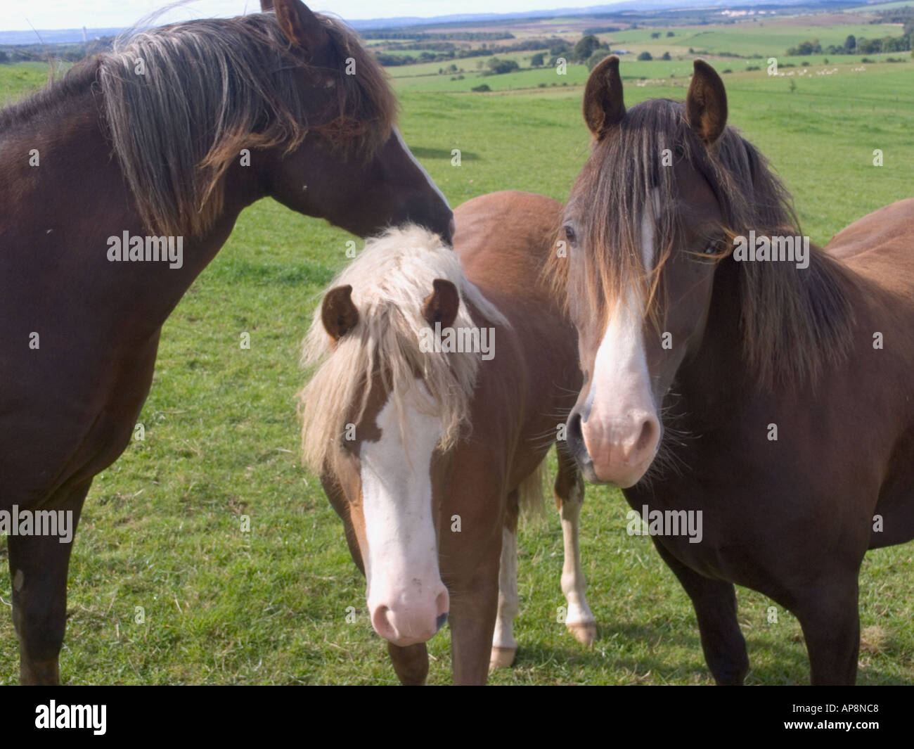 Saline Fife High Resolution Stock Photography and Images Alamy