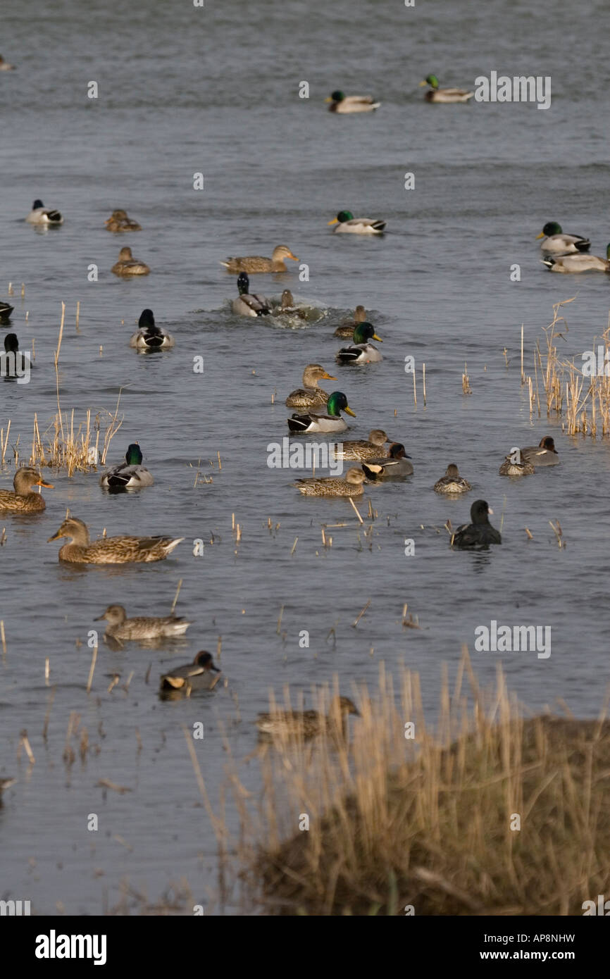 WILDFOWL AT RSPB RESERVE CONWY NORTH WALES Stock Photo