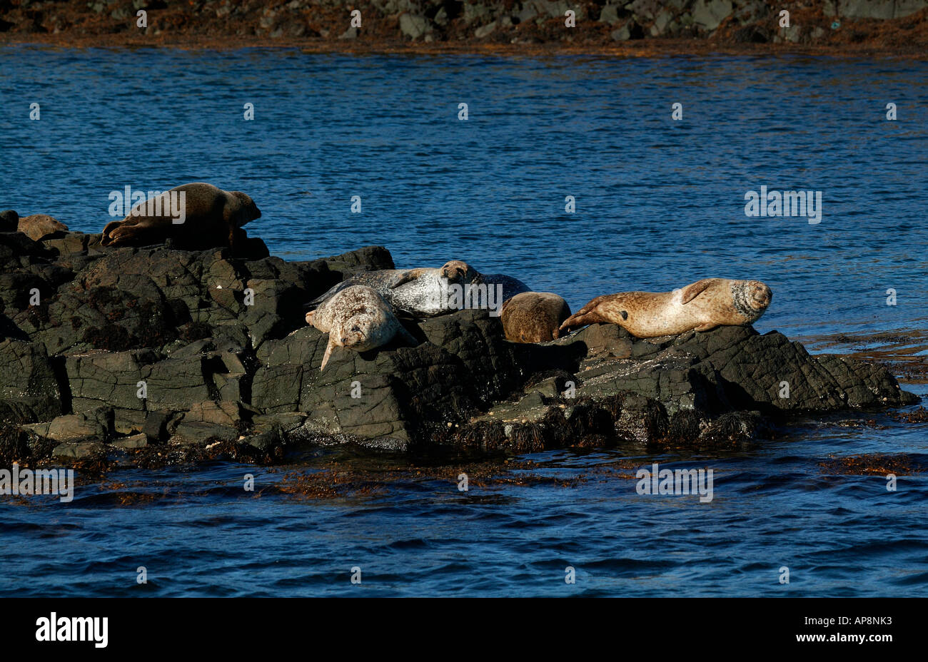 Grey seals basking in sunshine on rocks, Sound of Mull, Scotland Stock Photo