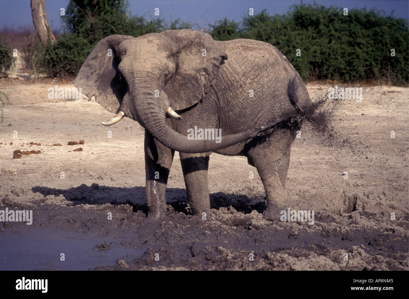 Elephant taking a mud bath near Savuti South Camp Chobe National Park Botswana Stock Photo