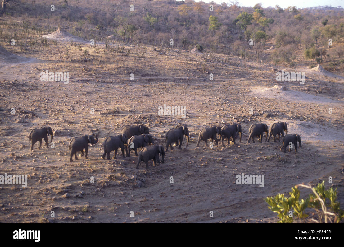 Herd of elephants walking down to Bengi Weir to drink Gonarezhou National Park Zimbabwe Stock Photo