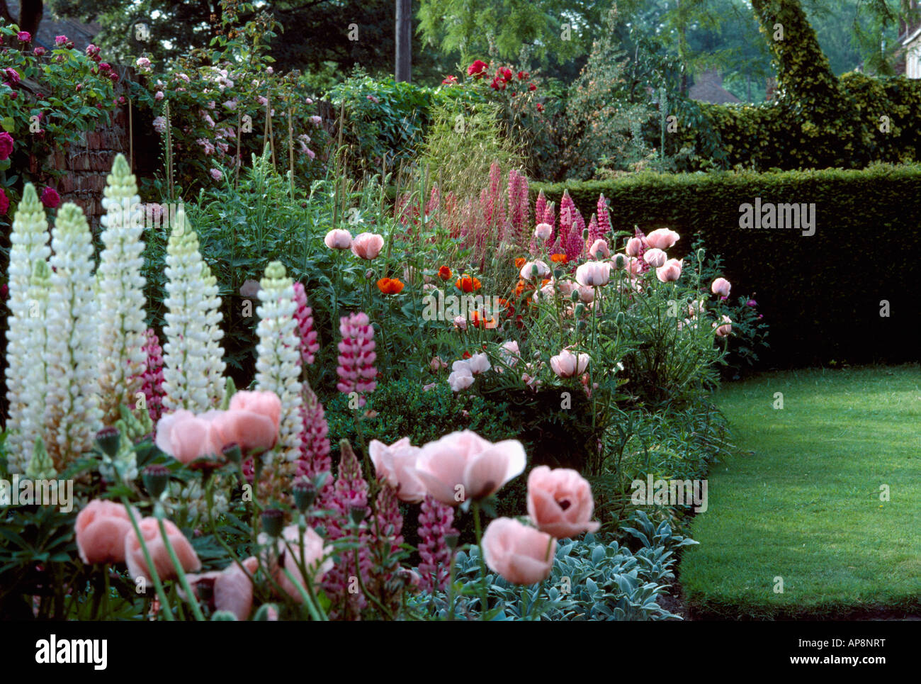 Pink papaver Orientale Mrs Perry with white lupins in summer garden border Stock Photo