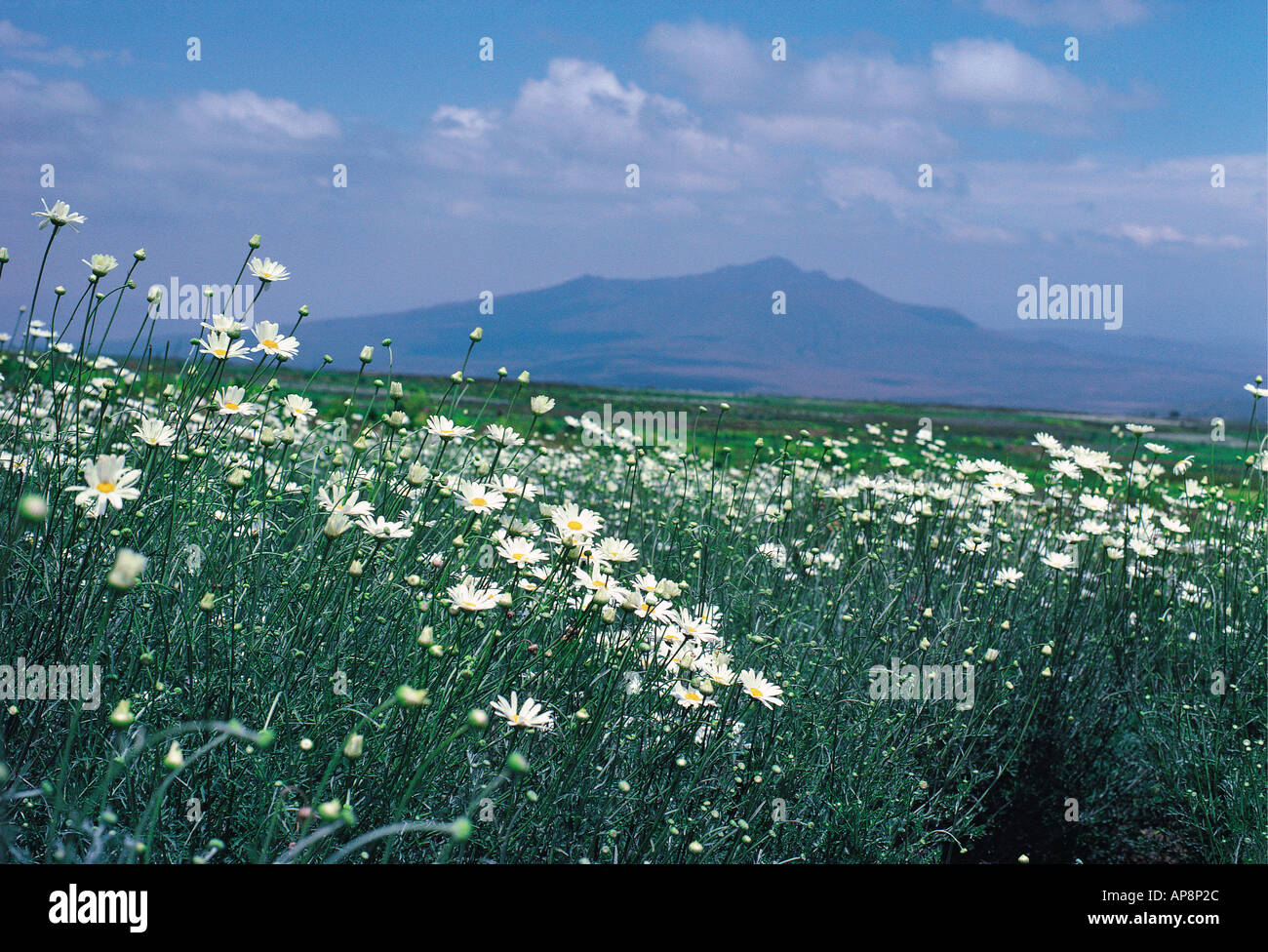 Pyrethrum daisies grown for insecticide production near Mount Longonot Kenya Stock Photo