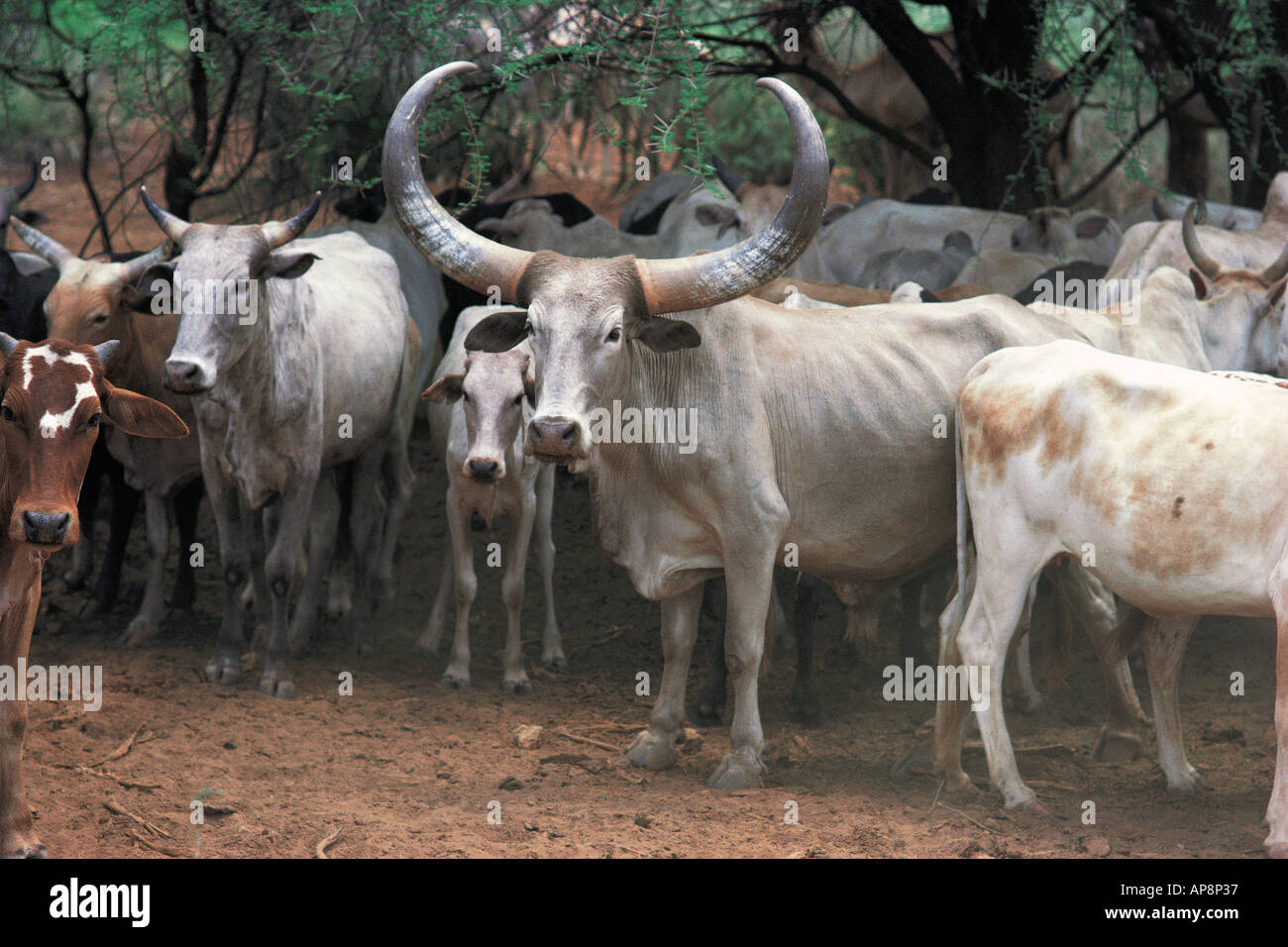 Cattle owned by Samburu people The bull has magnificent horns which makes it highly prized Northern Kenya East Africa Stock Photo