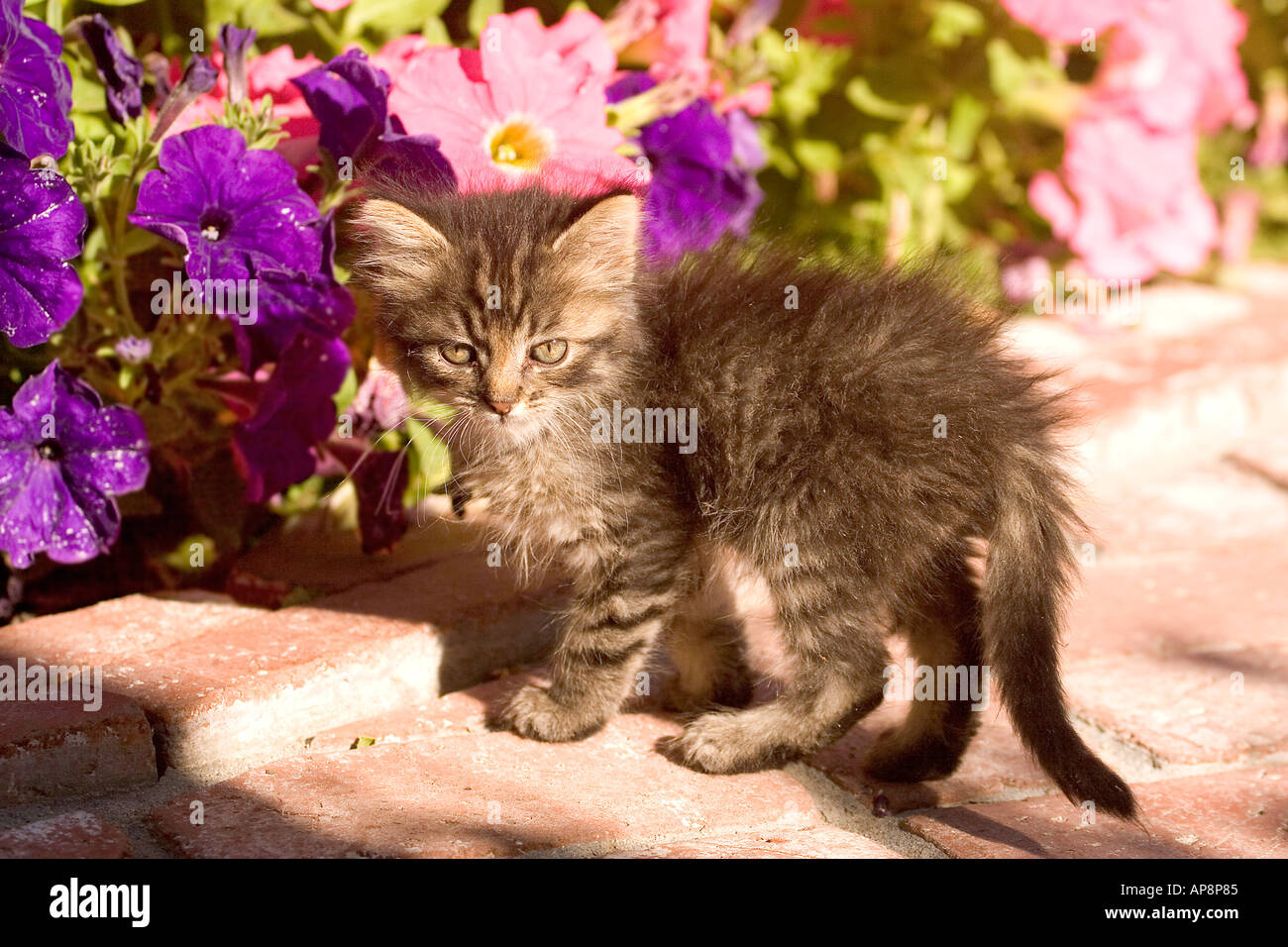 kitten standing on a brick pathway in front of blooming petunias Stock Photo