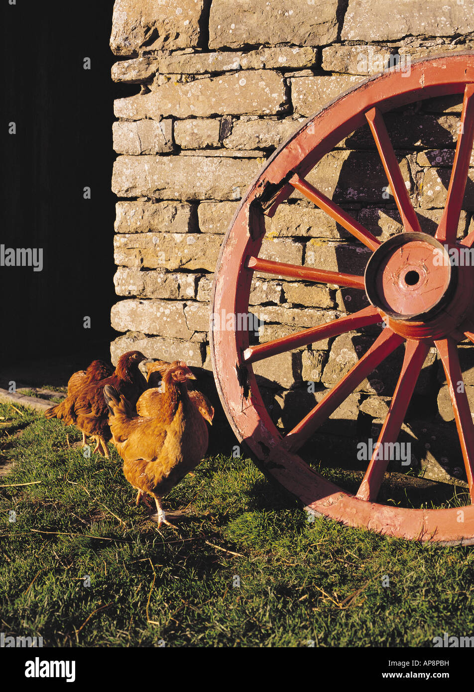 dh Farm museum CORRIGALL ORKNEY Wheel and hens Stock Photo