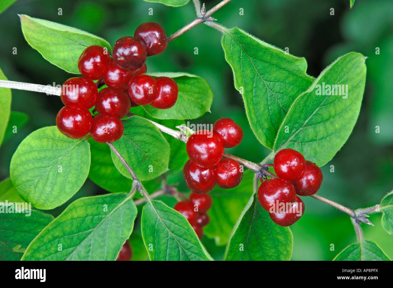 Fly Honeysuckle (Lonicera xylosteum) berries on twig Stock Photo
