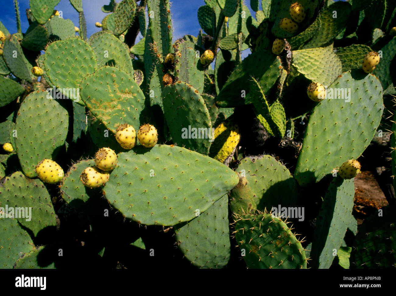 Prickly pear cactus, Mission San Francisco Solano, Mission San Francisco  Solano de Sonoma, Sonoma, Sonoma County, California Stock Photo - Alamy