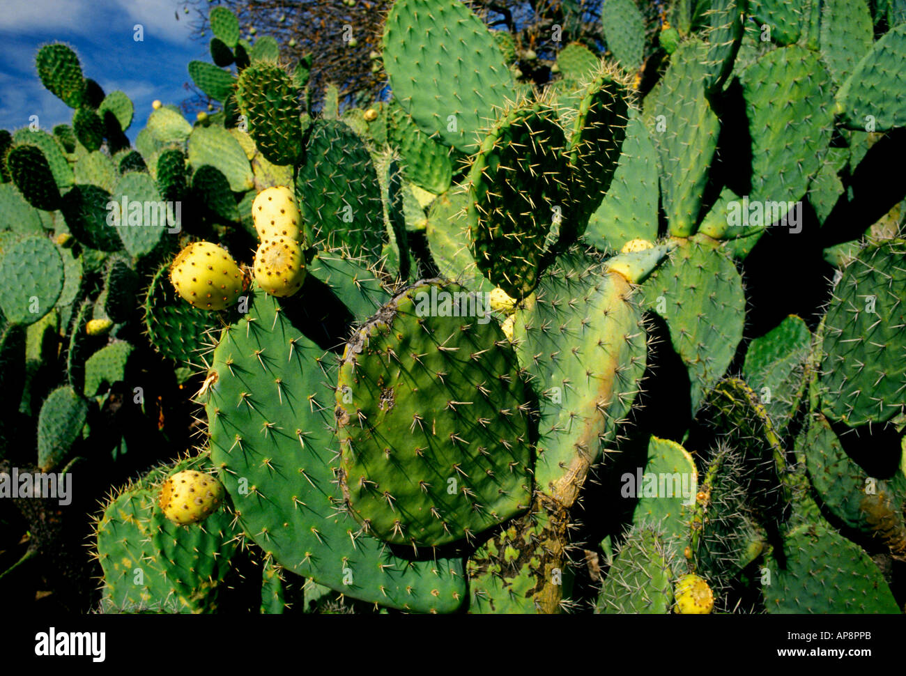 Prickly pear cactus, Mission San Francisco Solano, Mission San Francisco  Solano de Sonoma, Sonoma, Sonoma County, California Stock Photo - Alamy