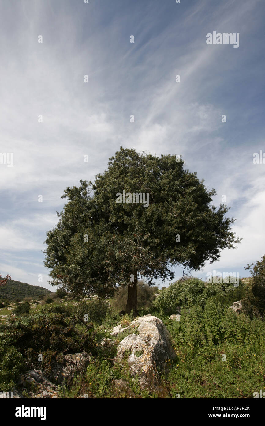 Israel the Lower Galilee Mastic Tree pistacia lentiscus in Hurbat Mamlach Stock Photo