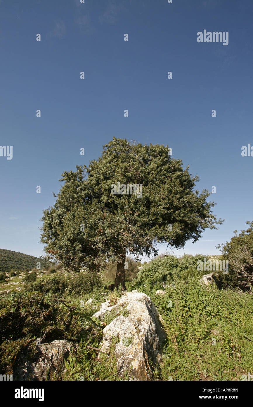 Israel the Lower Galilee Mastic Tree Pistacia Lentiscus in Hurbat Mamlach Stock Photo