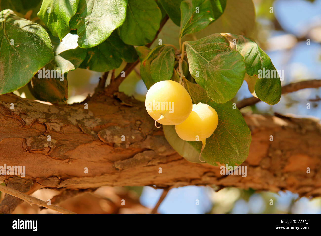 Israel the Lower Galilee The fruit of a Styrax tree Styrax Officinalis in Yodfat Stock Photo