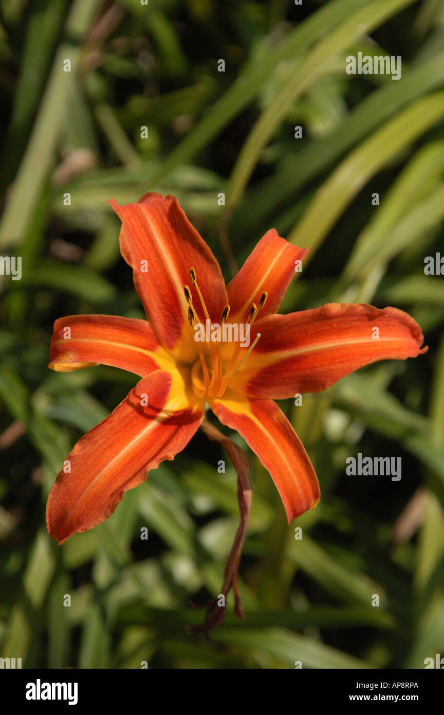 Orange wildflowers hi-res stock photography and images - Alamy