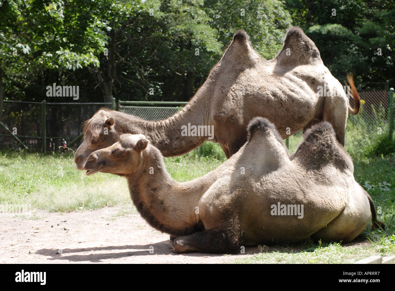 Two hump camels hi-res stock photography and images - Alamy