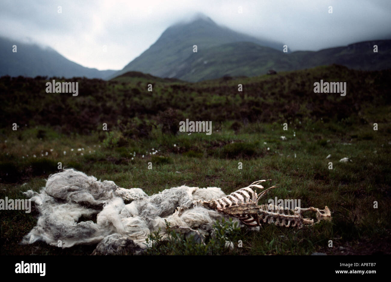 PICTURE CREDIT DOUG BLANE Sheep carcass in the mountains on the Isle of Skye Highlands Scotland United Kingdom of Great Britain Stock Photo