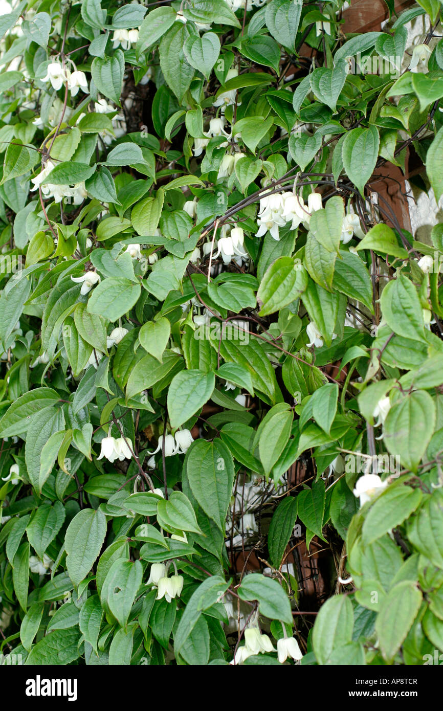Clematis urophylla Winter Beauty in late January Stock Photo