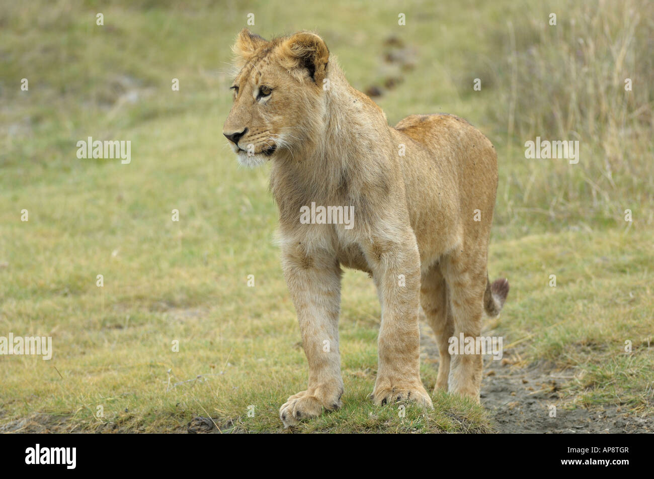 A young lion male, Ngorongoro Crater, Tanzania Stock Photo