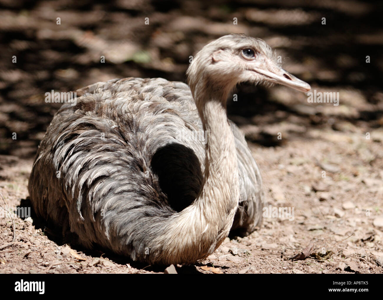 Rhea lying down Stock Photo