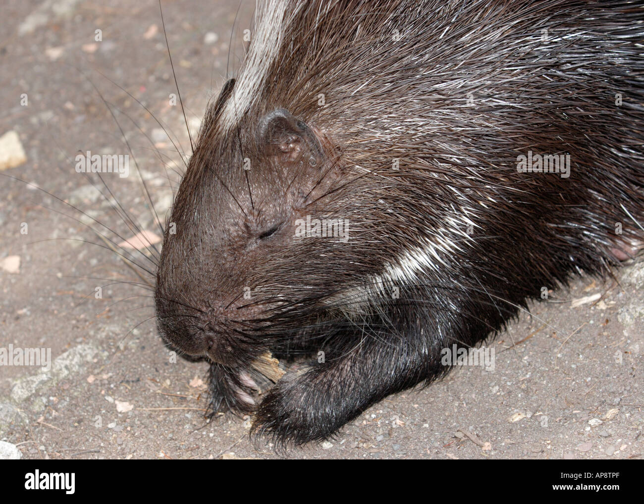 Porcupine eating Stock Photo Alamy