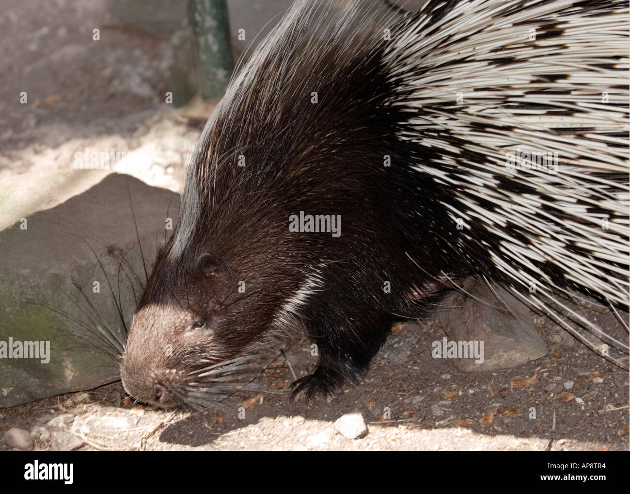 Porcupine quill hook hires stock photography and images Alamy