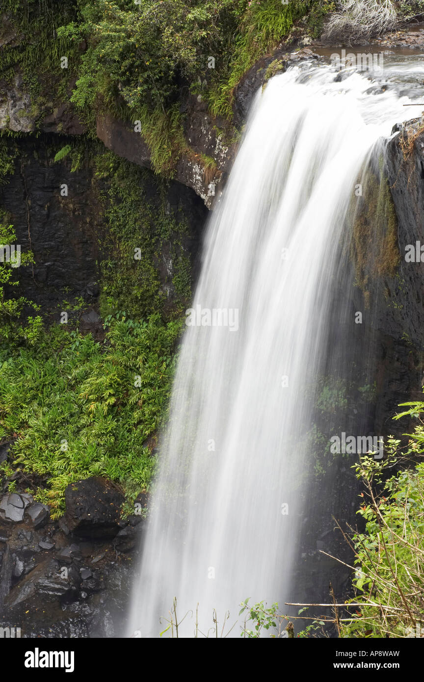 Zillie Falls near Millaa Millaa Atherton Tableland Queensland Australia