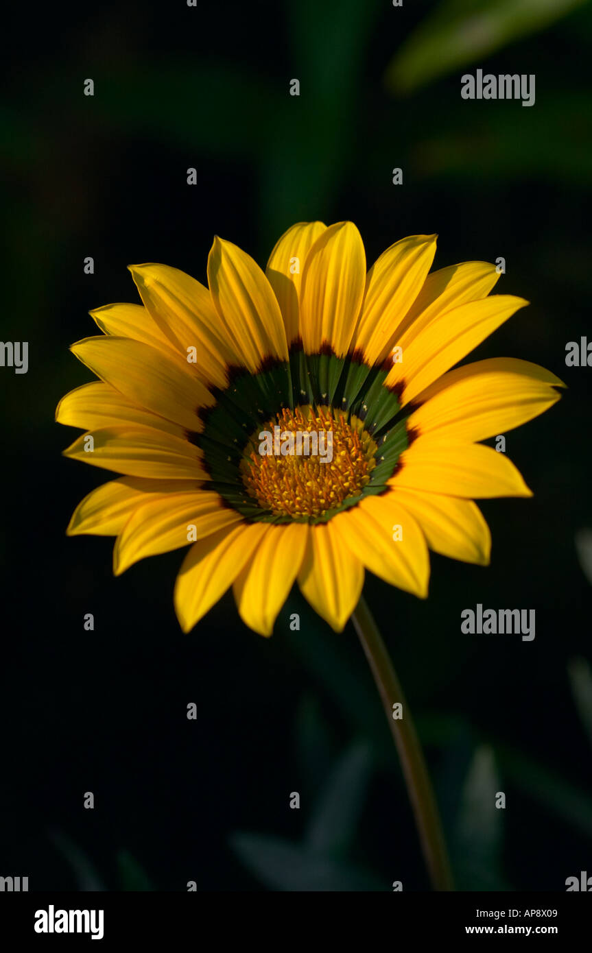 Gazania Michael Stock Photo