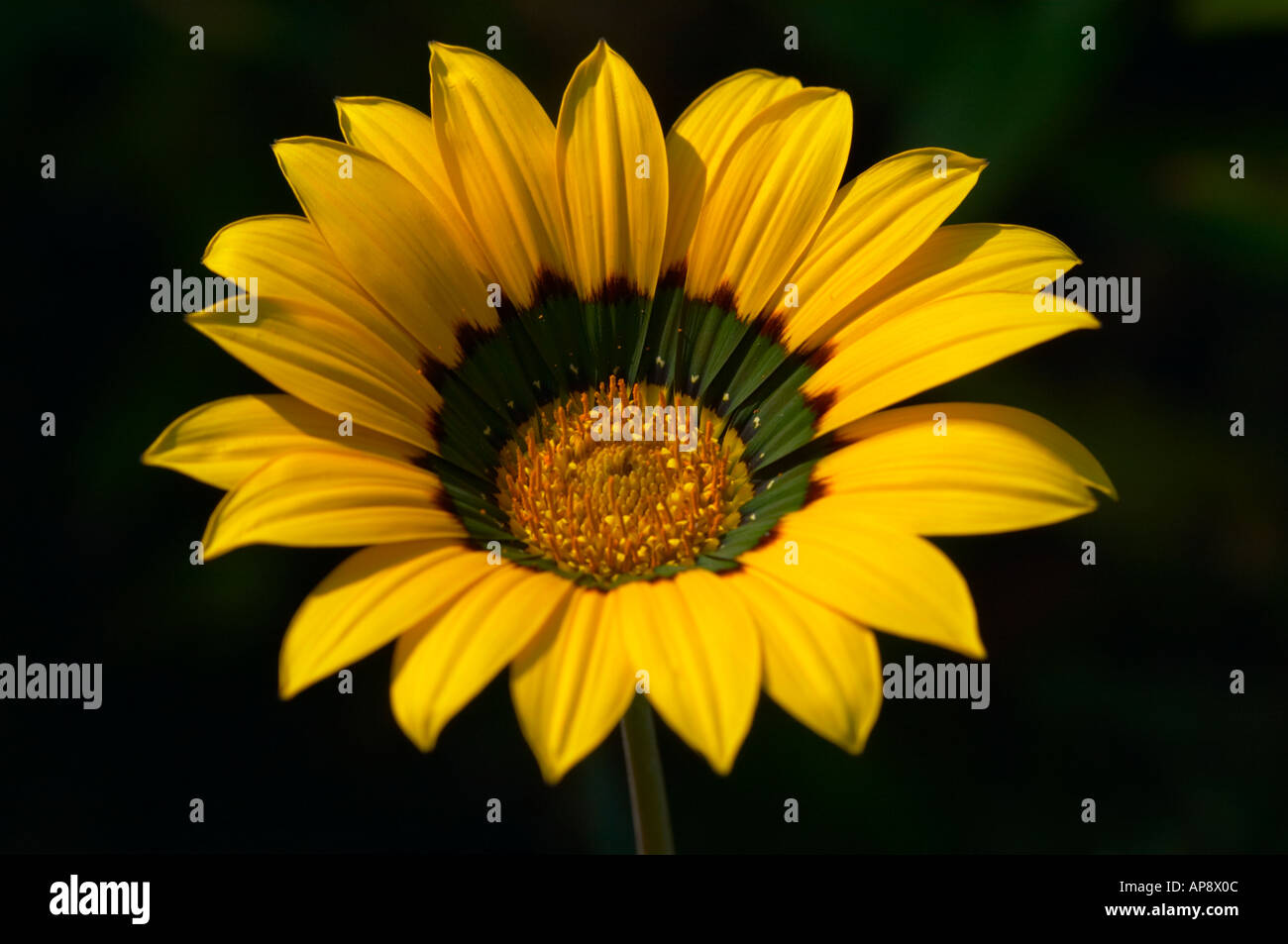 Gazania Michael Stock Photo