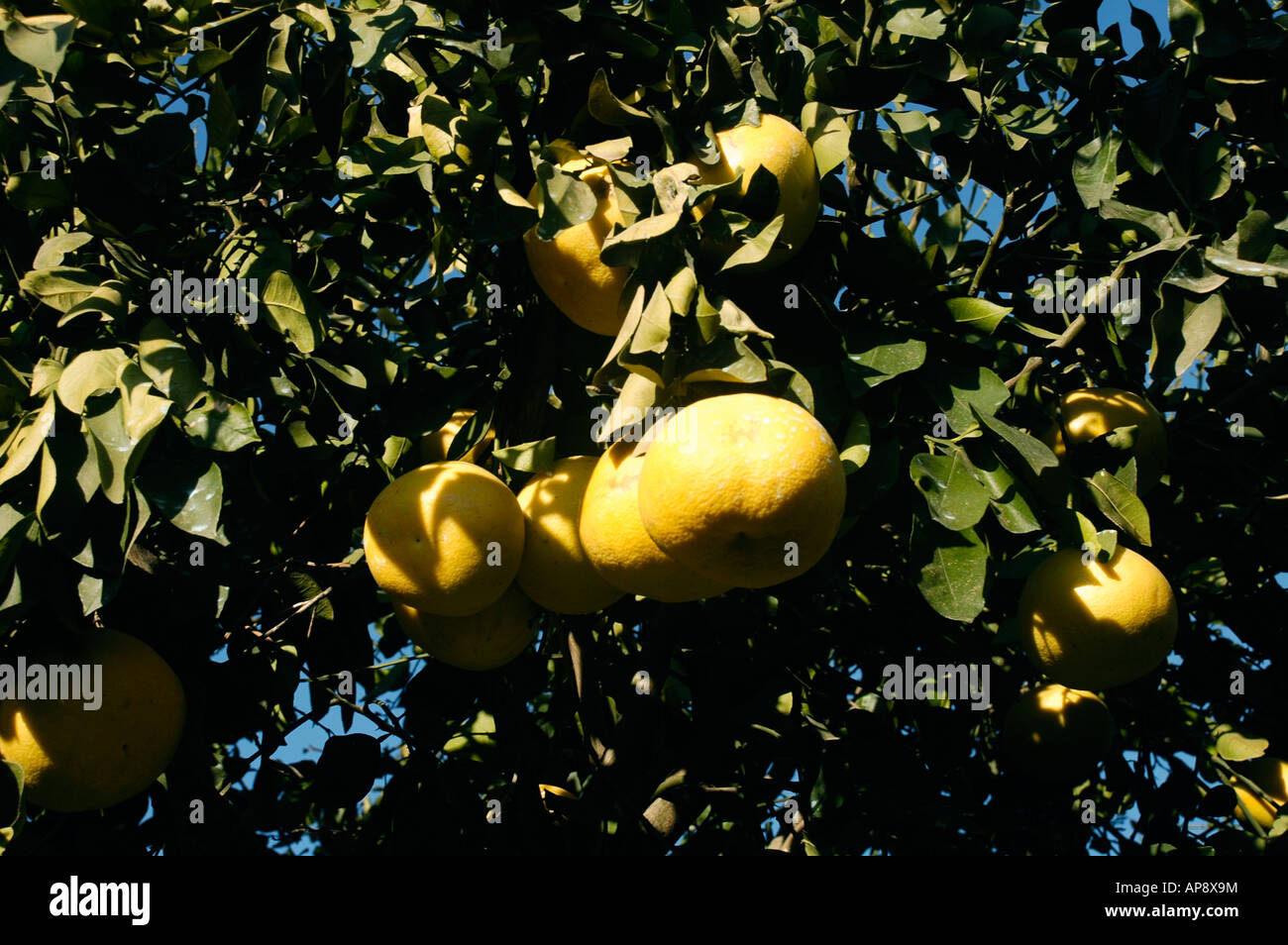 Israel Hula Valley Kibbutz Hulata Citrus Grove pomelo trees close up of
