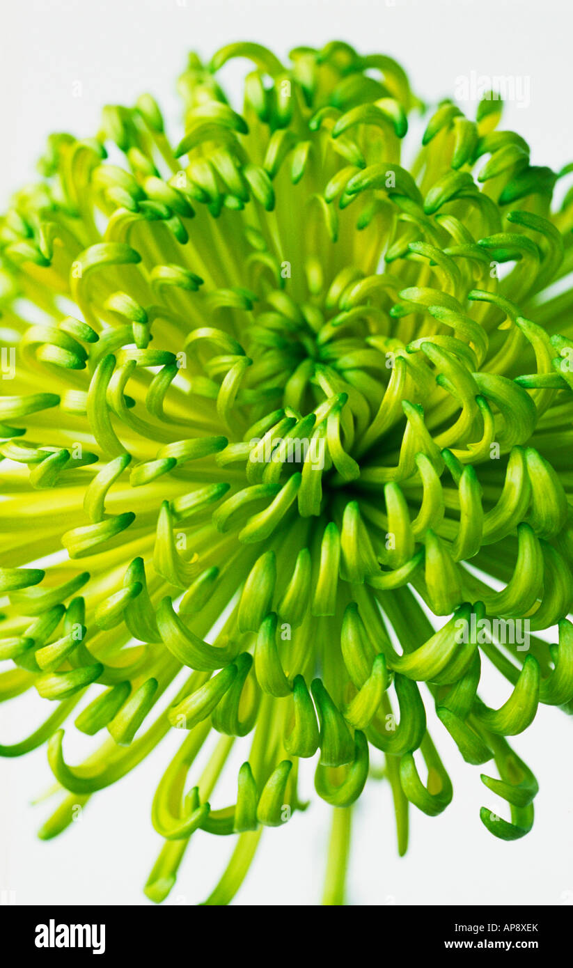Japanese chrysanthemum symbol hi-res stock photography and images - Alamy