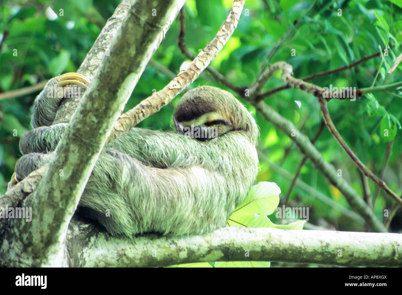 Brown-throated Three-toed Sloth, Bradypus variegatus in Cecropia tree