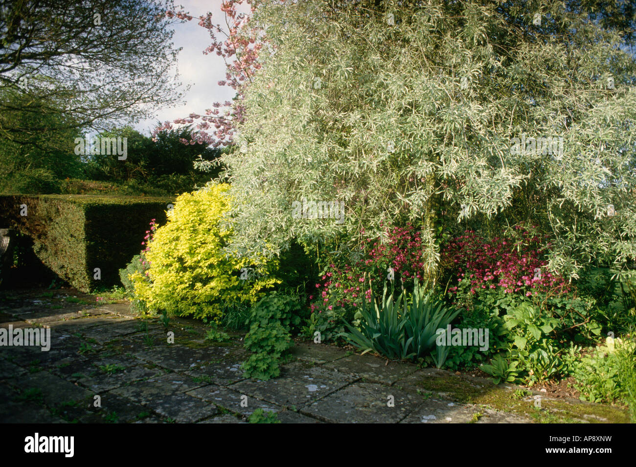 Pyrus Salicifolia Pendula in spring border in country garden with mossy paving Stock Photo